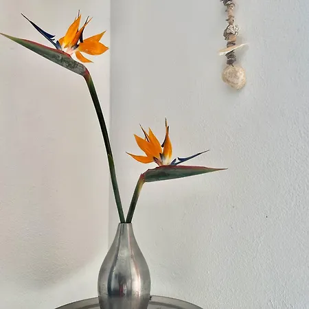 Casa Hibisco Mit Schoenem Garten * Uga